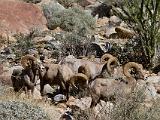 A Anza Borrego Desert 013